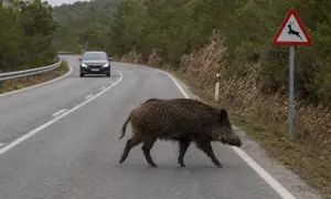 Un jabalí cruza la carretera, un coche se acerca. Señal de advertencia: en carretera, los animales deben circular con precaución.