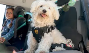 Un perro blanco con arnés de seguridad viaja en coche junto a una niña.