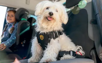Un perro blanco con arnés de seguridad viaja en coche junto a una niña.