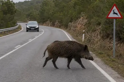 Un jabalí cruza la carretera, un coche se acerca. Señal de advertencia: en carretera, los animales deben circular con precaución.