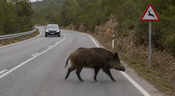 Un jabalí cruza la carretera, un coche se acerca. Señal de advertencia: en carretera, los animales deben circular con precaución.