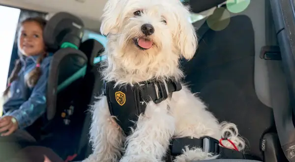 Un perro blanco con arnés de seguridad viaja en coche junto a una niña.
