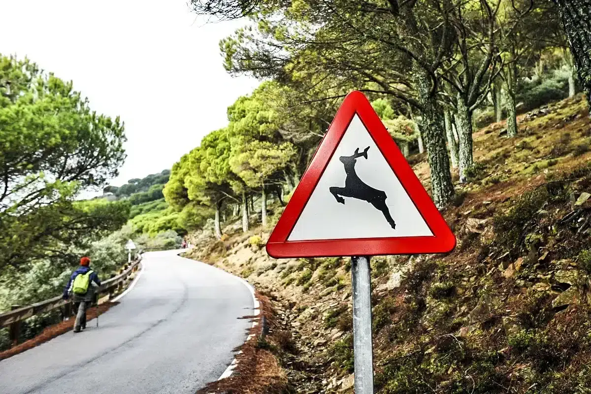 Señal de advertencia: en carretera, los animales deben circular con precaución. Un excursionista camina por un sendero boscoso.