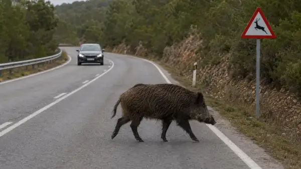 Un jabalí cruza la carretera, un coche se acerca. Señal de advertencia: en carretera, los animales deben circular con precaución.
