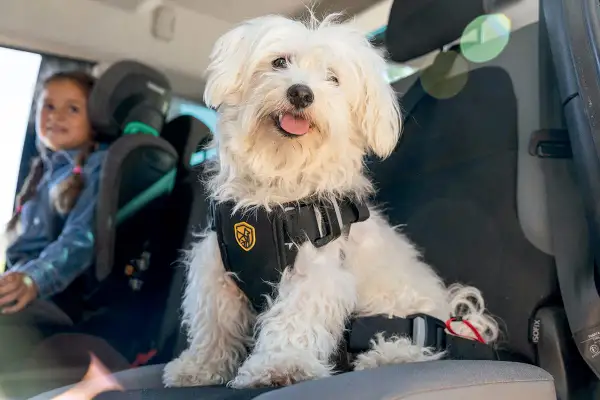 Un perro blanco con arnés de seguridad viaja en coche junto a una niña.